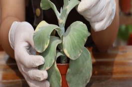 唐印怎么爆盆，可采取扦插和播种的方法