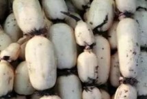 山东汶上县的特产，汶上牛蒡风靡日韩