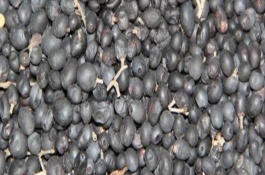 水蜡种子怎么处理，用温水浸泡后再拌入河沙中播种