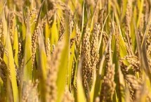 禾兴稻1号水稻栽培技术要点，该品种主茎12片叶