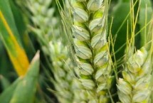 临农4357小麦栽培技术要点，后期注意防治蚜虫