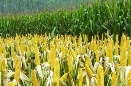 登海173玉米栽培技术要点，亩种植密度4500株