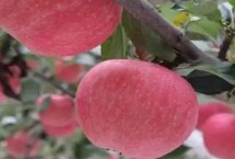 晚熟苹果摘袋注意事项，保叶保果是中晚熟品种管理的重点