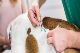 小狗流鼻涕能打疫苗吗，只有健康的宠物才能打疫苗