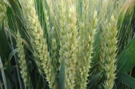 濮兴5号小麦栽培技术要点，每亩适宜基本苗12万－18万