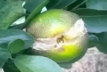 柑橘为什么会开裂，久旱突遇大雨容易引发裂果