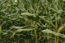 丰蜜80玉米栽培技术要点，丰蜜80玉米种简介