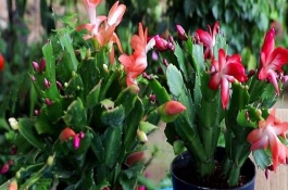 如何让蟹爪兰冬天多开花，可以直接将肥料添加在种植土壤中