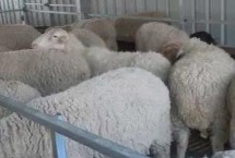 发酵床养羊要注意什么，防疫工作不可忽略