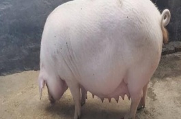 妊娠母猪的饲养管理原则，要饲喂健胃促消化的药物和青绿饲料