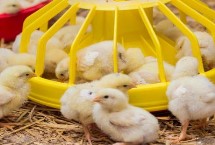 小鸡站不起来的原因，饲料中的粗蛋白含量过多、会刺激肠道引发拉稀