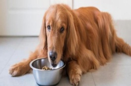 狗咬尾巴的原因，主要是受到狩猎天性的影响