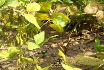 大豆黄化面积大的原因及防治方法，针对性治疗效果好