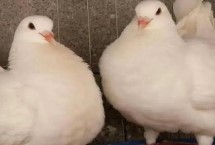 如何提高鸽子下蛋量，以植物种子为主食