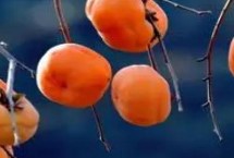 柿子脱涩方法，常见的有鸡心黄柿、牛心柿等