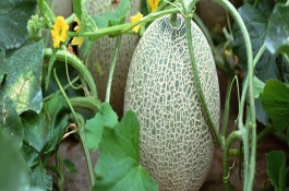 哈密瓜坐果期怎么管理，要施2-3次肥
