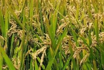 吉粳538水稻栽培技术要点，中晚熟品种