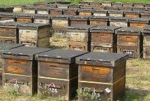 什么地方适合养蜂，蜜源是养蜂的关键