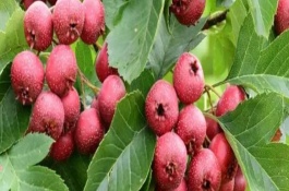 什么时候摘山楂，取决于品种、地区等条件