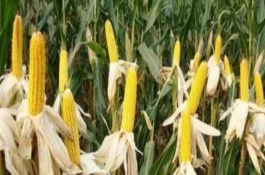 东单2008玉米栽培技术要点，注意防治丝黑穗病