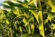 国仓333玉米栽培技术要点，在适应区5月5日左右播种