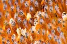 鱼是哪种生殖方式，属于有性生殖