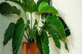 滴水观音叶子有黄斑的原因，配制疏松肥沃的土壤能让叶片更绿