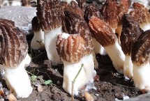 羊肚菌无菌霜会不会出菇，最好采用室内搭棚的方式进行