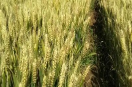 小麦几月出穗，常见的有存麦20、山农30等