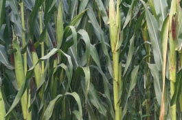 元钰66玉米栽培技术要点，中抗弯孢菌叶斑病1-5级