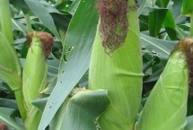 新丹666玉米栽培技术要点，选择中等肥力以上地块种植