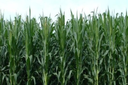 吉单96玉米栽培技术要点，中抗弯孢菌叶斑病