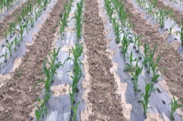 玉米地膜覆盖栽培容易遇到哪些问题，育苗移栽需要先栽苗再覆膜