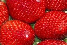 自己家种草莓怎么授粉，露地种植可能导致不结果