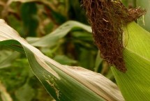 棒博士58玉米栽培技术要点，中抗穗腐病