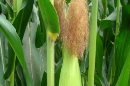 同玉609玉米栽培技术要点，属马齿型普通玉米品种