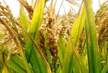 通院568水稻栽培技术要点，生育期间注意及时防治稻瘟病