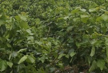 桑葚苗的种植方式，大约在2-5元左右一棵