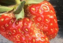 草莓异常果是什么原因，怎么避免