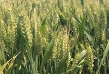 长义麦2号小麦栽培技术要点，每亩适宜基本苗18～20万