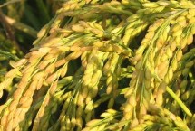 明两优丝苗水稻栽培技术要点，搁田前后及时防治纹枯病