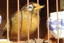 画眉鸟不长膘的原因和处理办法，投喂昆虫是适宜选择