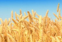 百农365小麦栽培技术要点，半冬性品种