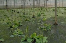 为什么种藕只能种3年，应选择市场畅销的早熟品种作为栽培品种