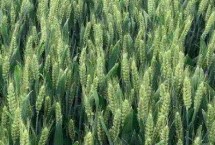 婴泊矮丰8小麦栽培技术要点，平均生育期247天