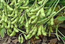 圣育24大豆栽培技术要点，属早熟高蛋白夏大豆品种