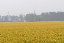 六福优977水稻栽培技术要点，重点抓好稻曲病的防治