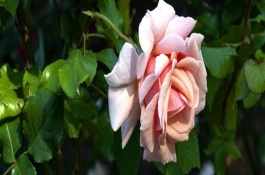 月季牙签苗几年成大苗，需要为其做好控温措施