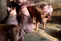 2017年如何养猪才能赚钱，猪价将依然处于高点