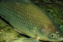 鲫鱼为何不属于四大家鱼，主要原因是个体小、生长慢、鱼刺多